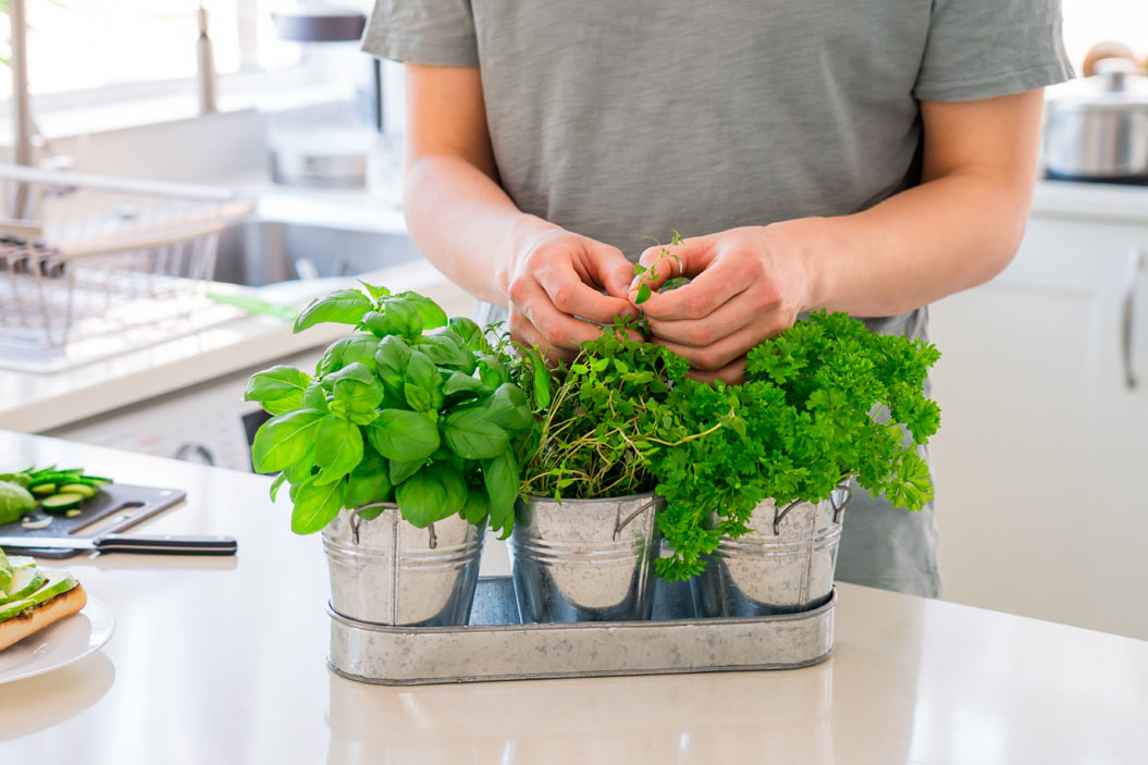 se pueden cultivar en casa