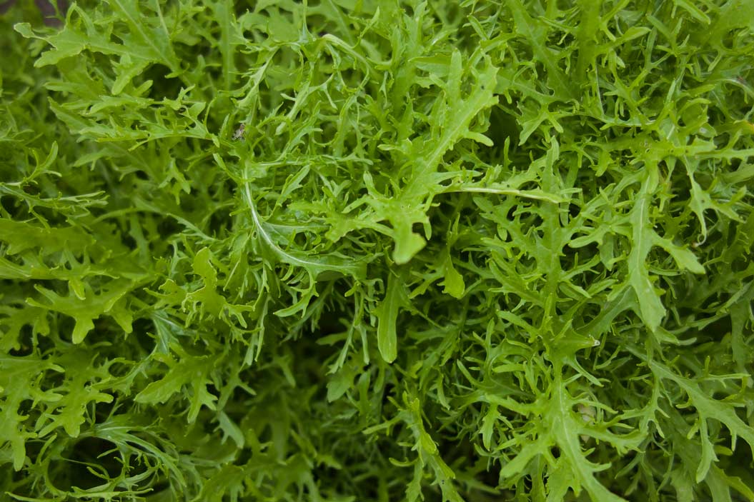 Si deseas cultivarla