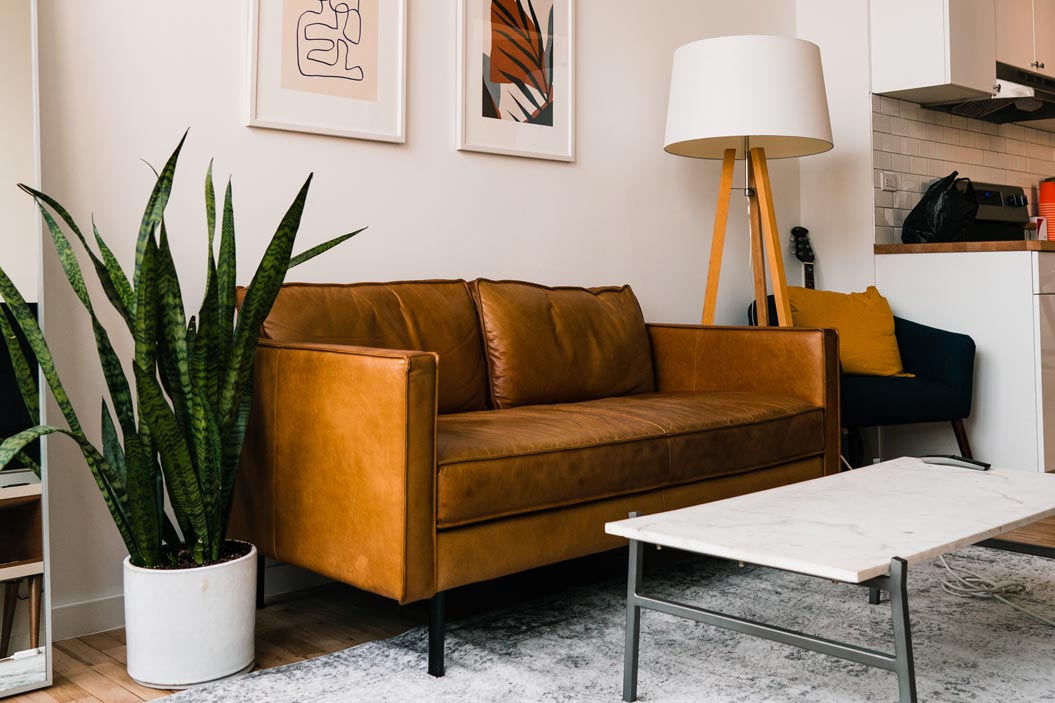 Cómo puede esta planta ayudarnos a reducir el calor en casa