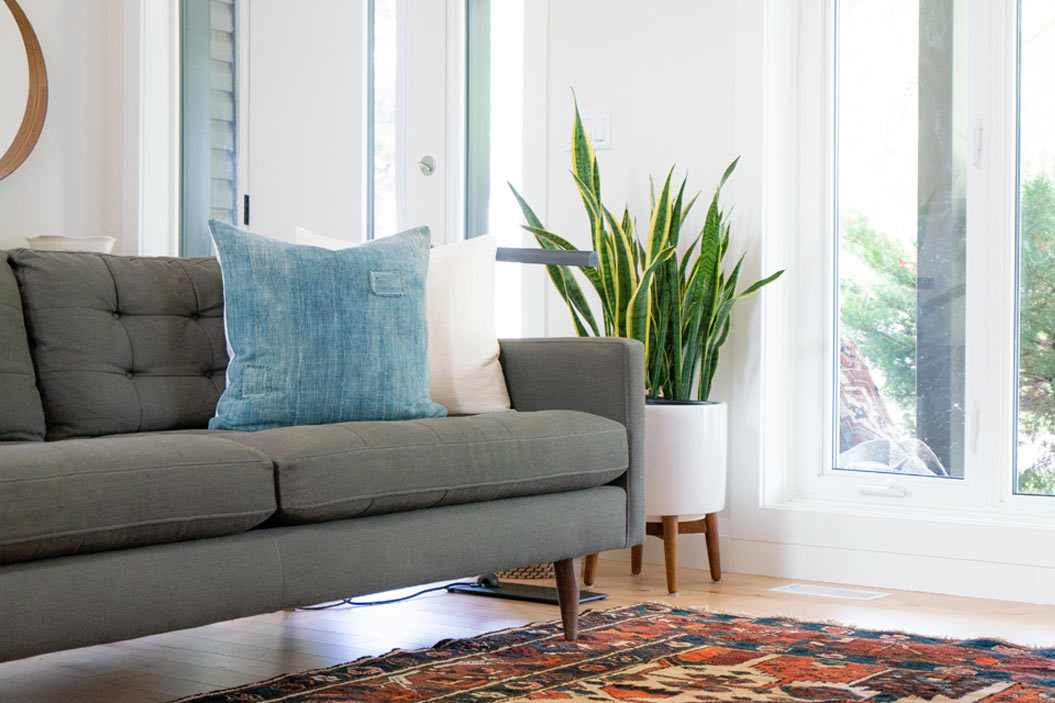 Dracaena trifasciata