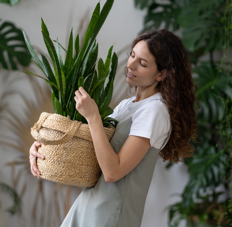 Hogar: Sansevieria, una planta que te ayudará a reducir el calor en casa