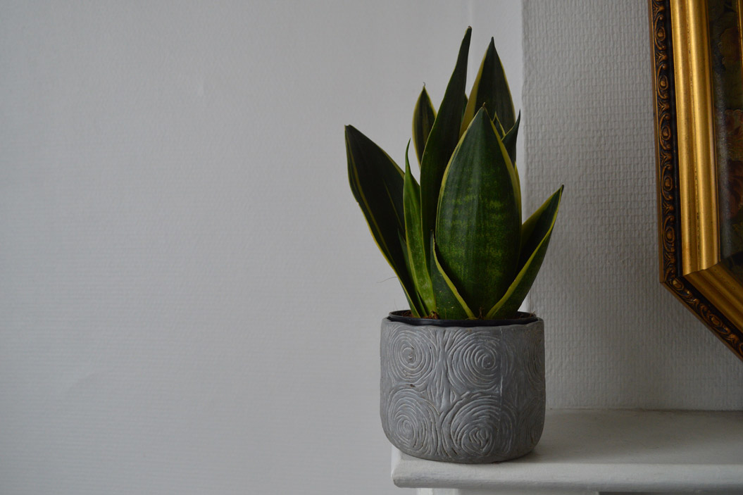 sansevieria