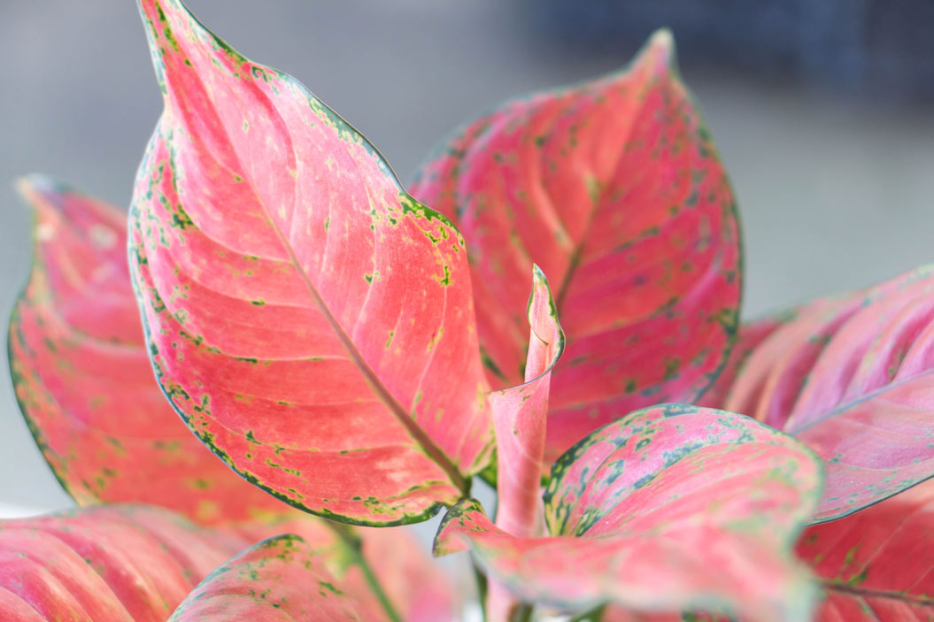 aglaonema