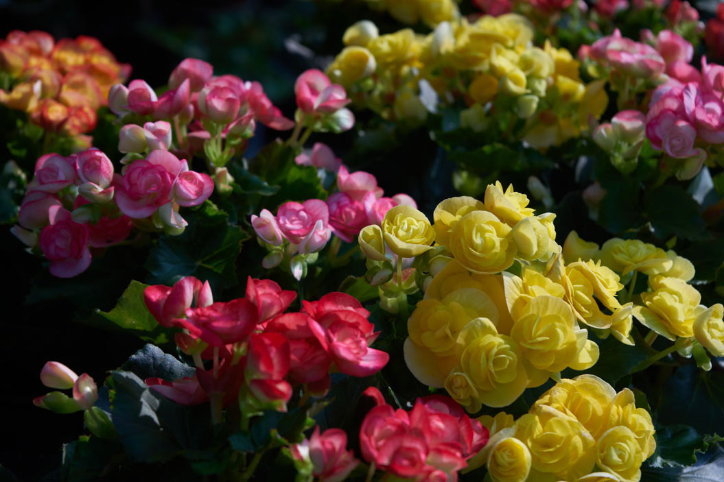 begonia