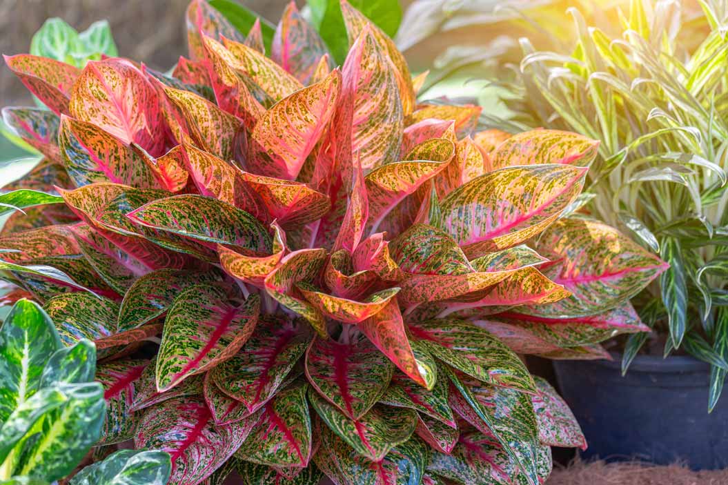 considerar el color del follaje