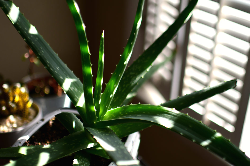 crece tanto a la luz natural