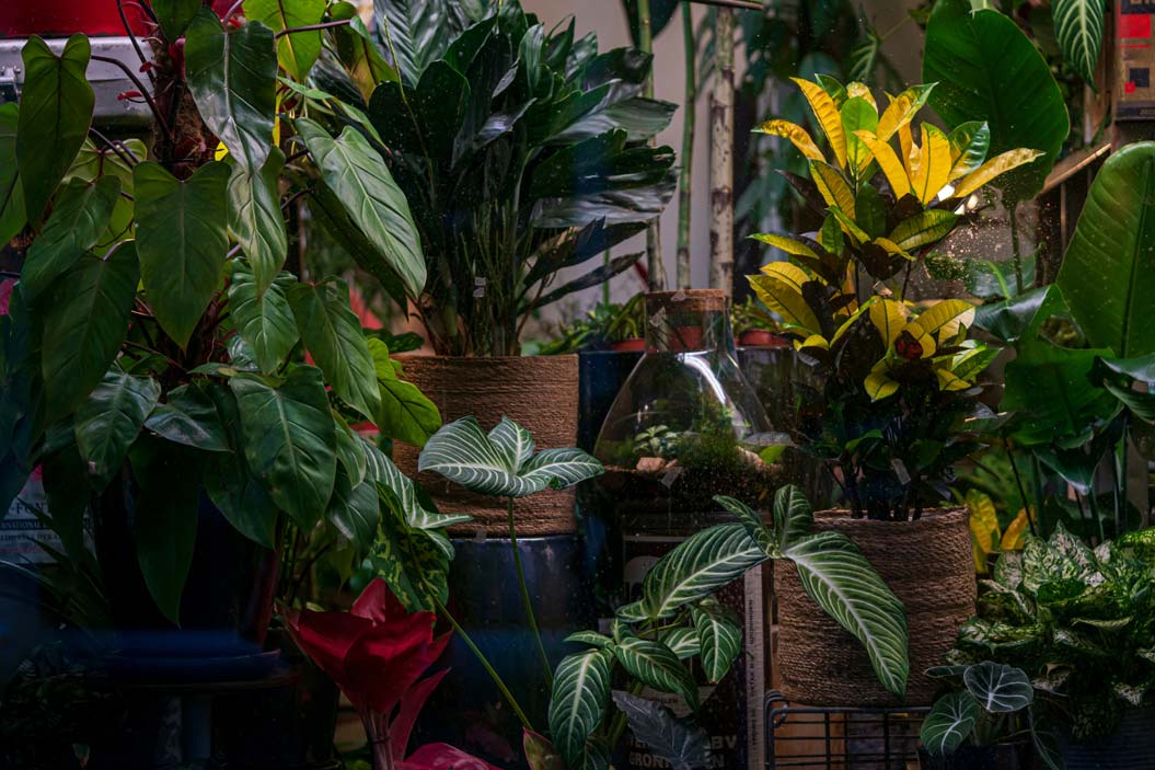 las mejores plantas para el interior