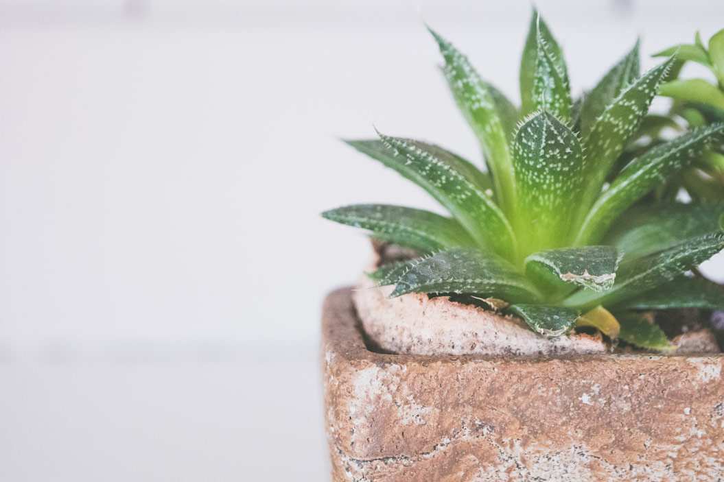 plantas de menor tamano