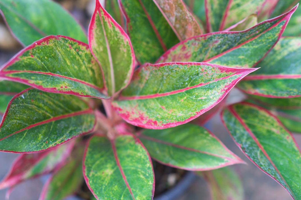 plantas tropicales con un hermoso follaje