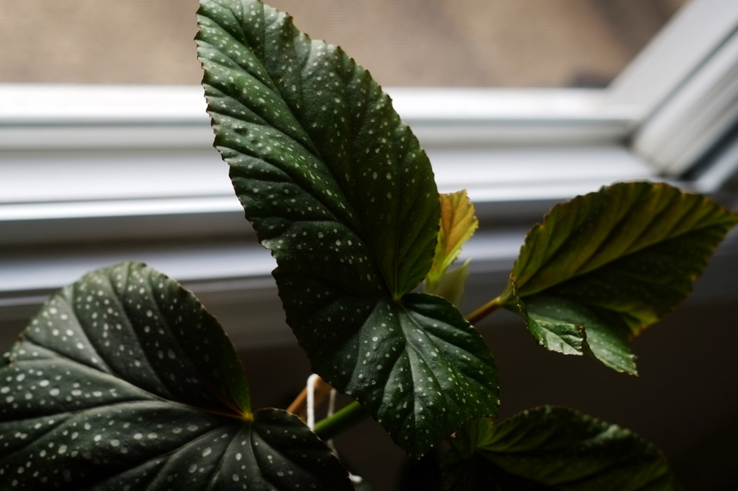 Si deseas decorar con plantas