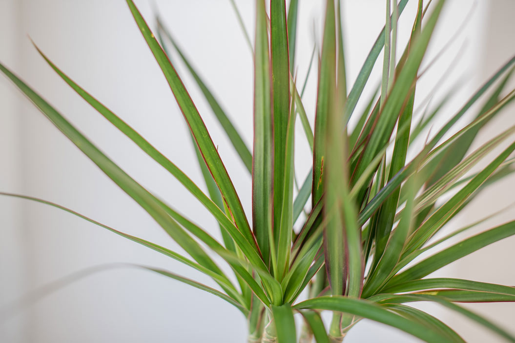 una planta colorida y resistente