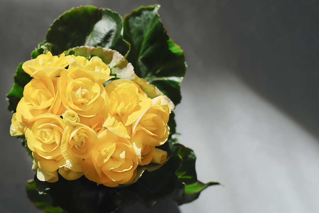 una planta que atrae abundancia