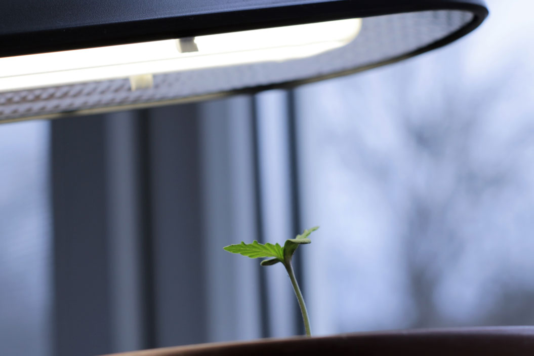 puedes usar luz artificial para ayudar a que tus plantas crezcan