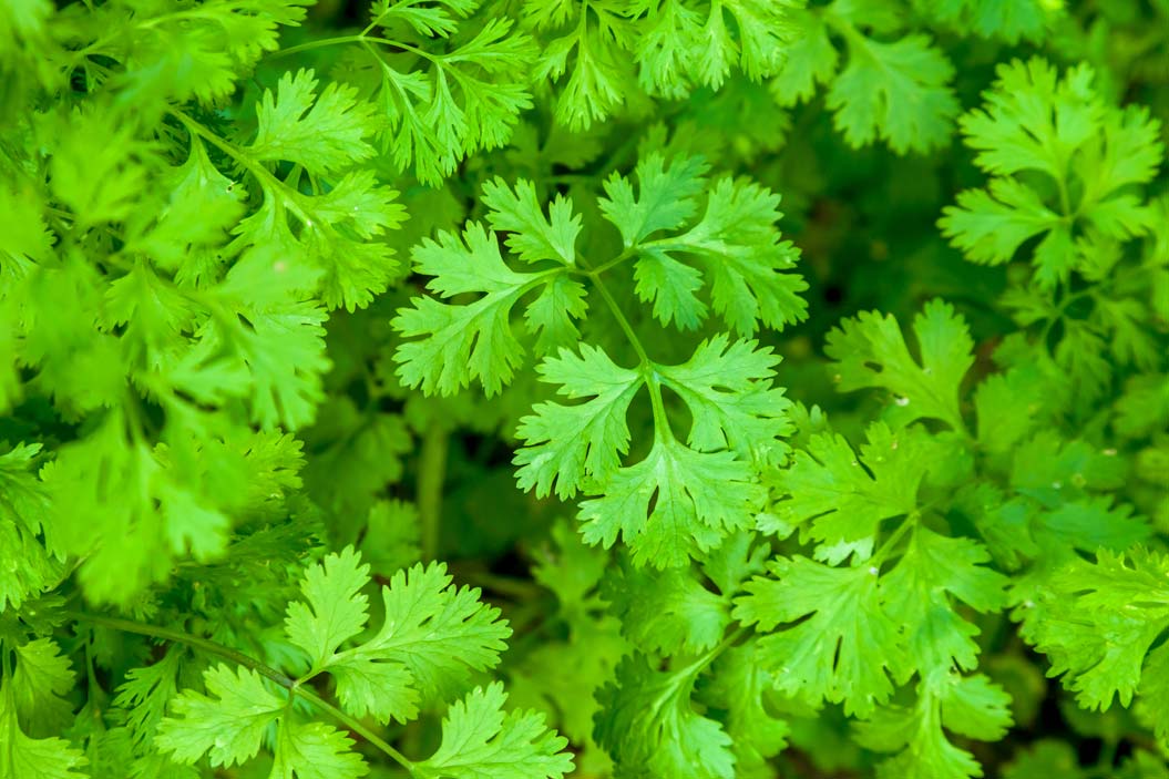 Cilantro