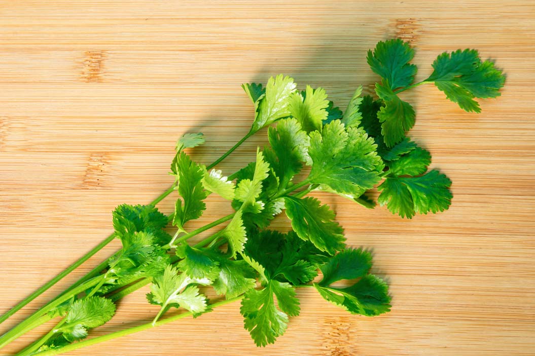 el cilantro posee maravillosas propiedades curativas