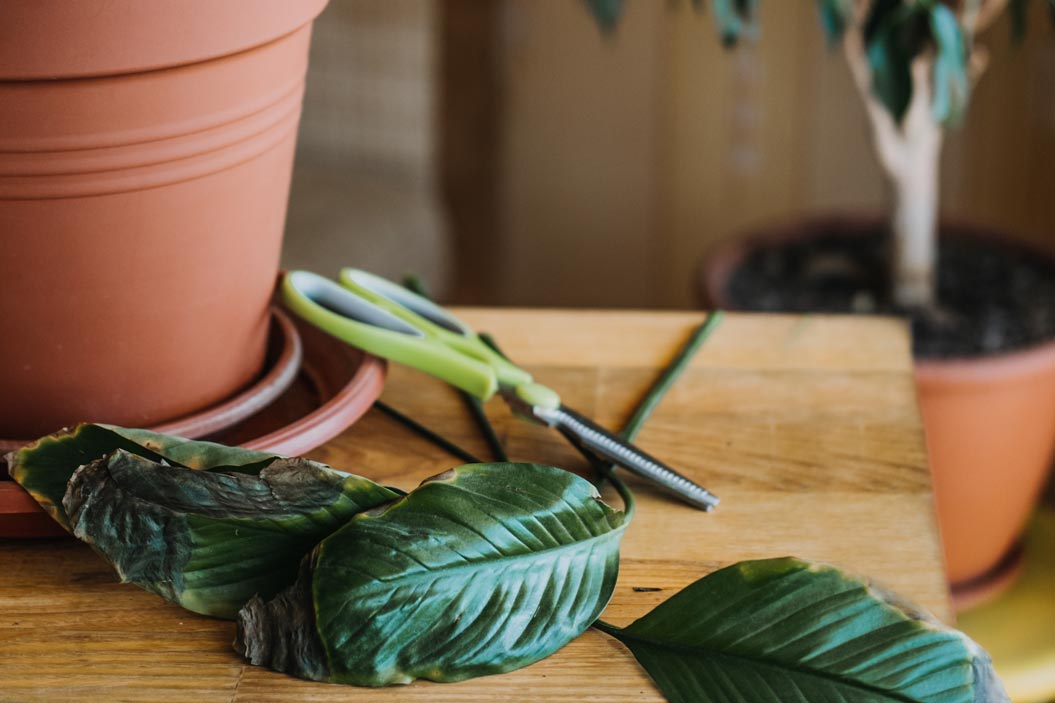 hojas muertas o en mal estado