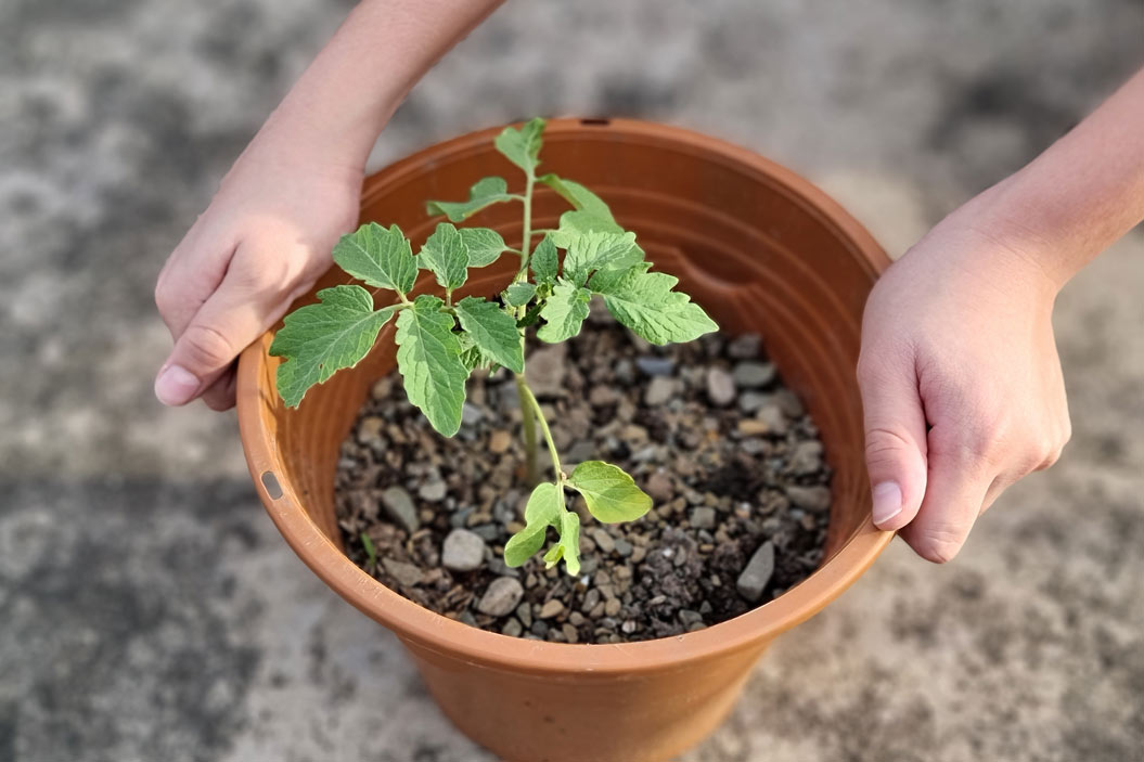 Para comenzar a cultivarlo