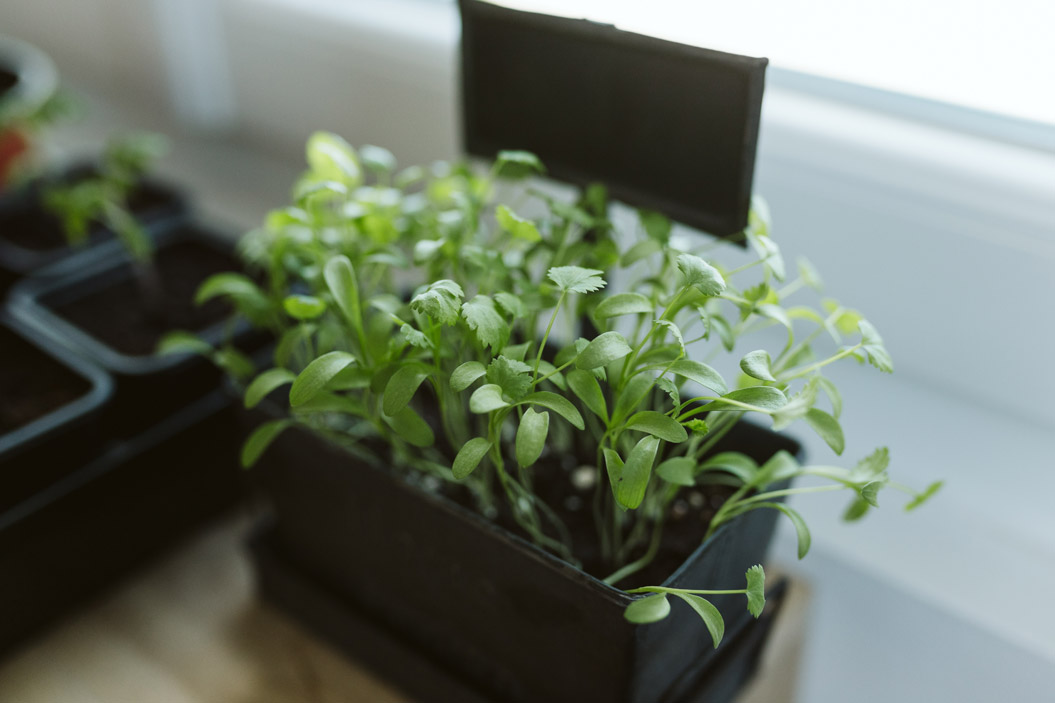 Para plantarlo, utiliza la técnica de esqueje,