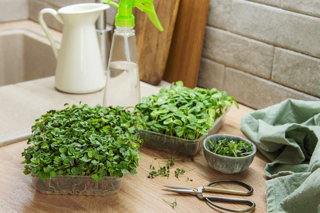 segunda entrega sobre plantas comestibles