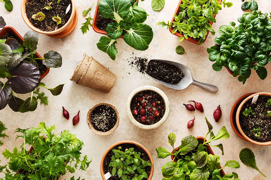 son fáciles de plantar y mantener