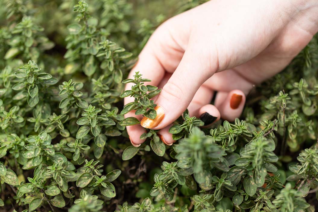 una manera sencilla de sembrarlo es a través de una ramita de la planta