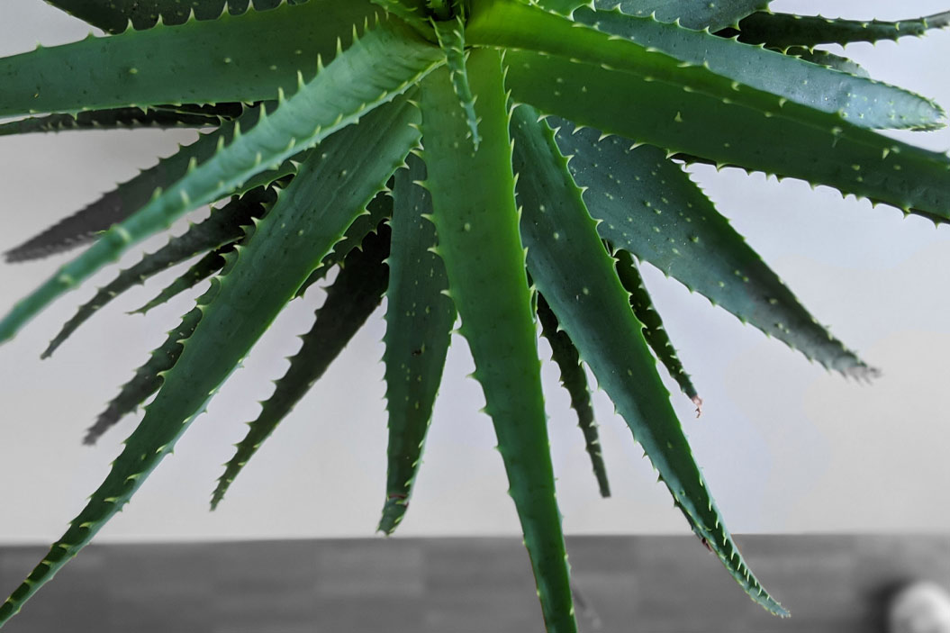 agrega una aloe vera