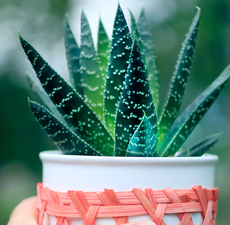 Decoración: Sábila para decorar tu hogar.