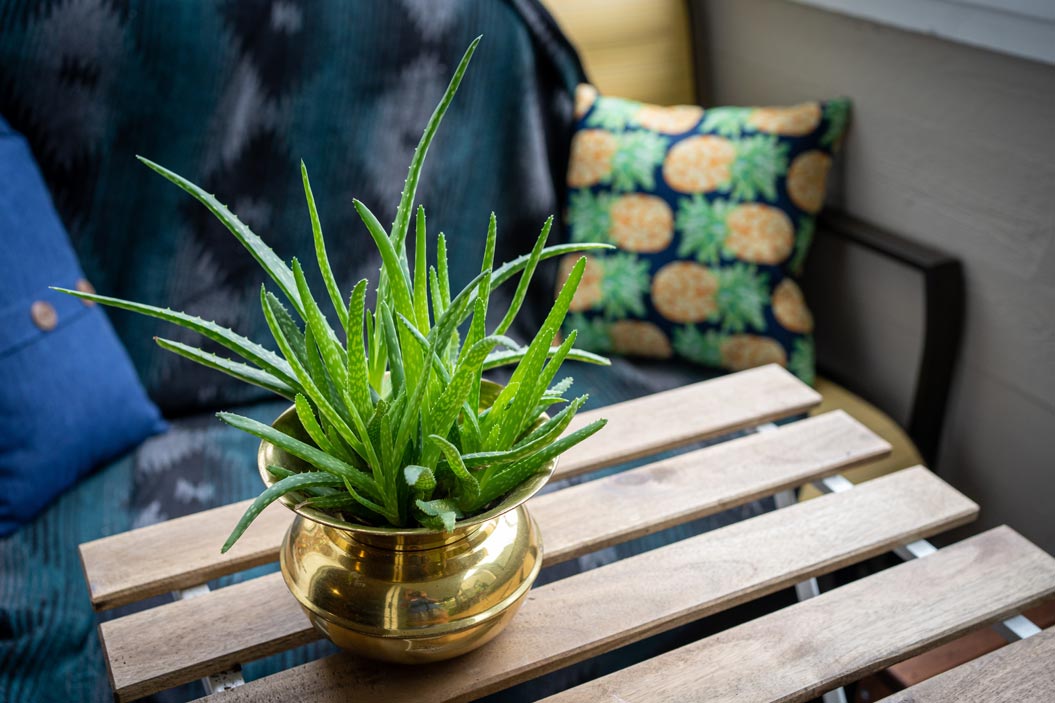 sábila para decorar tu hogar