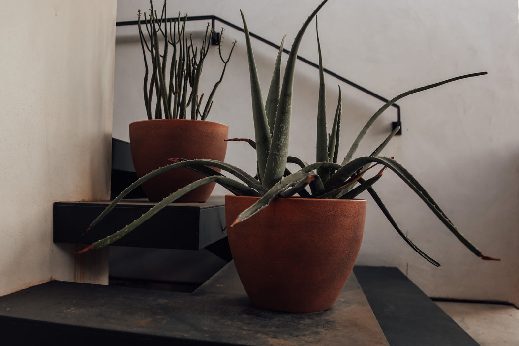 sábila plantada en macetas de terracota